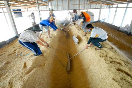 Accélérer la restructuration des investissements agricoles - ảnh 1